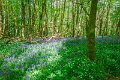 Bluebells and wild garlic in Rossmore Forest Park - May 2017 (16)